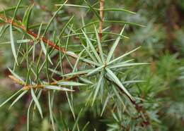 Image of Prickly Juniper