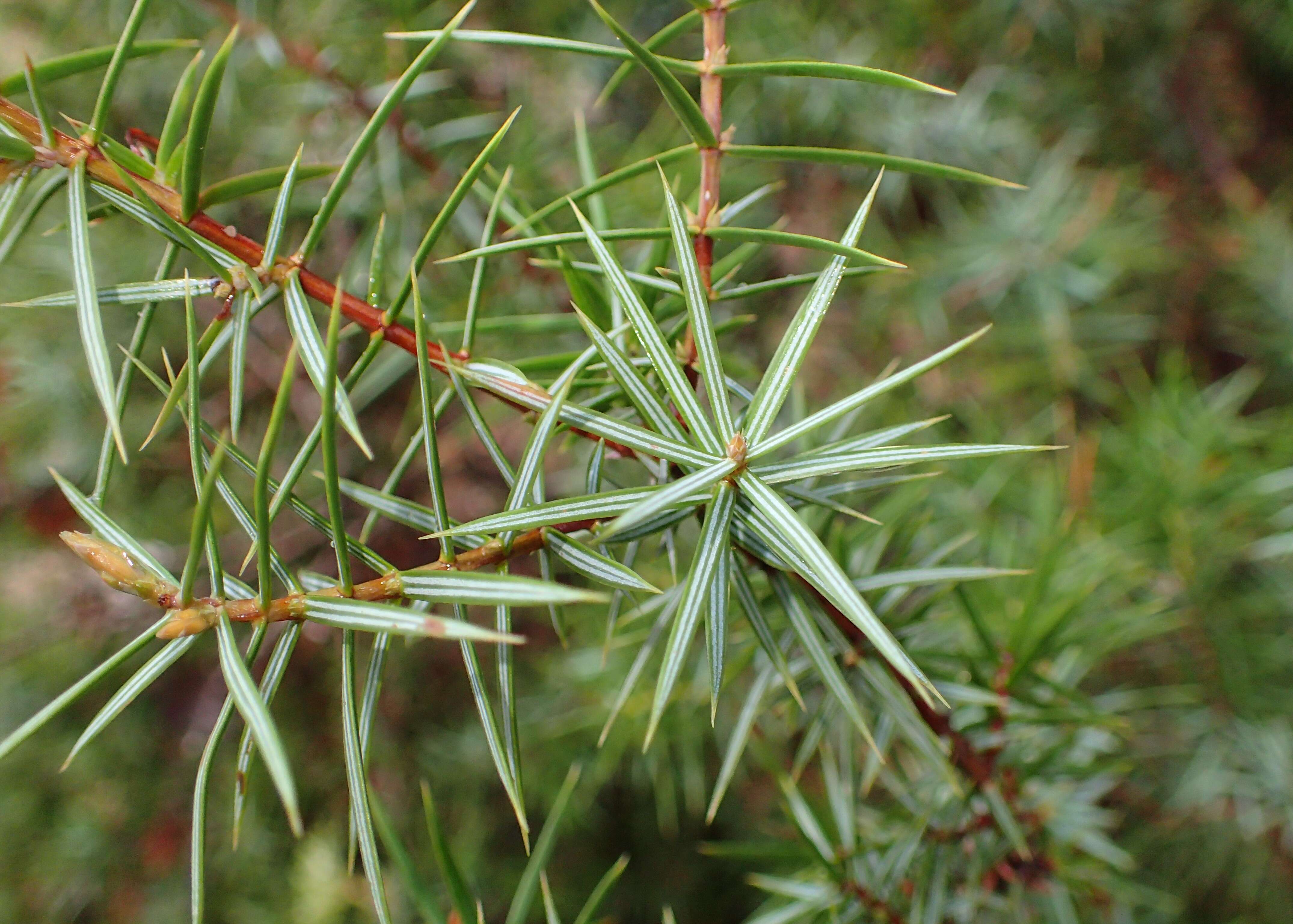 Image of Prickly Juniper