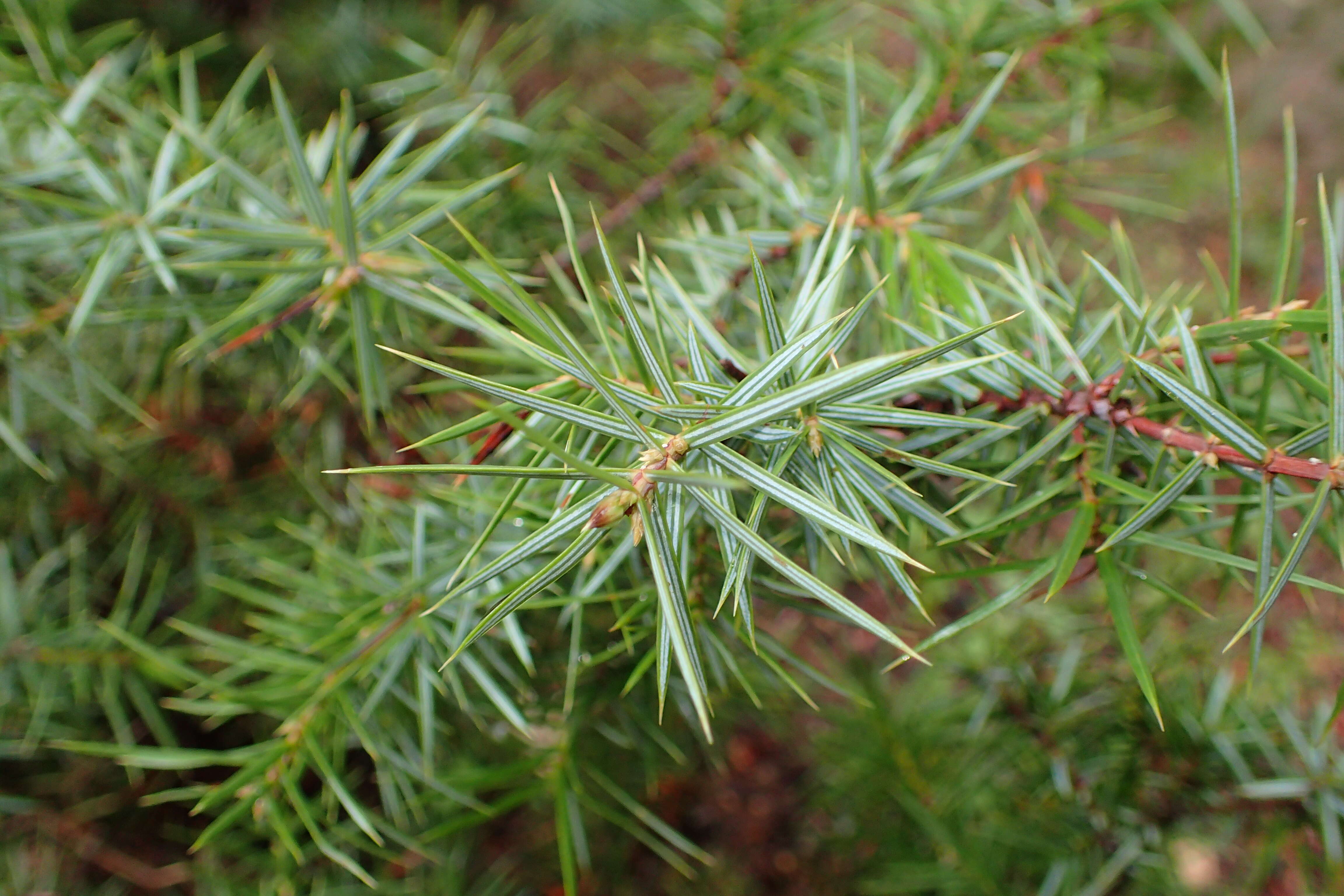 Image of Prickly Juniper