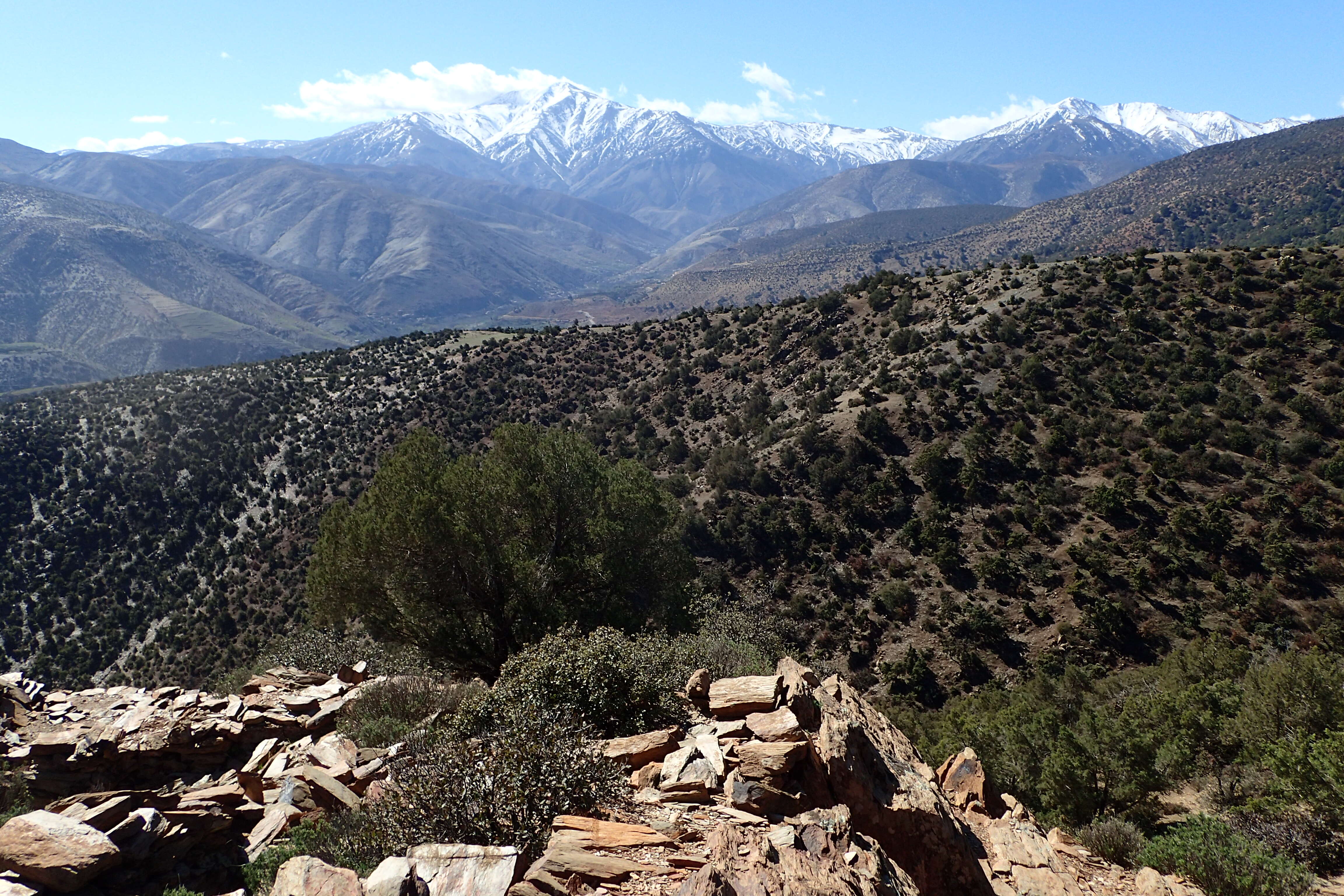 Image of Prickly Juniper