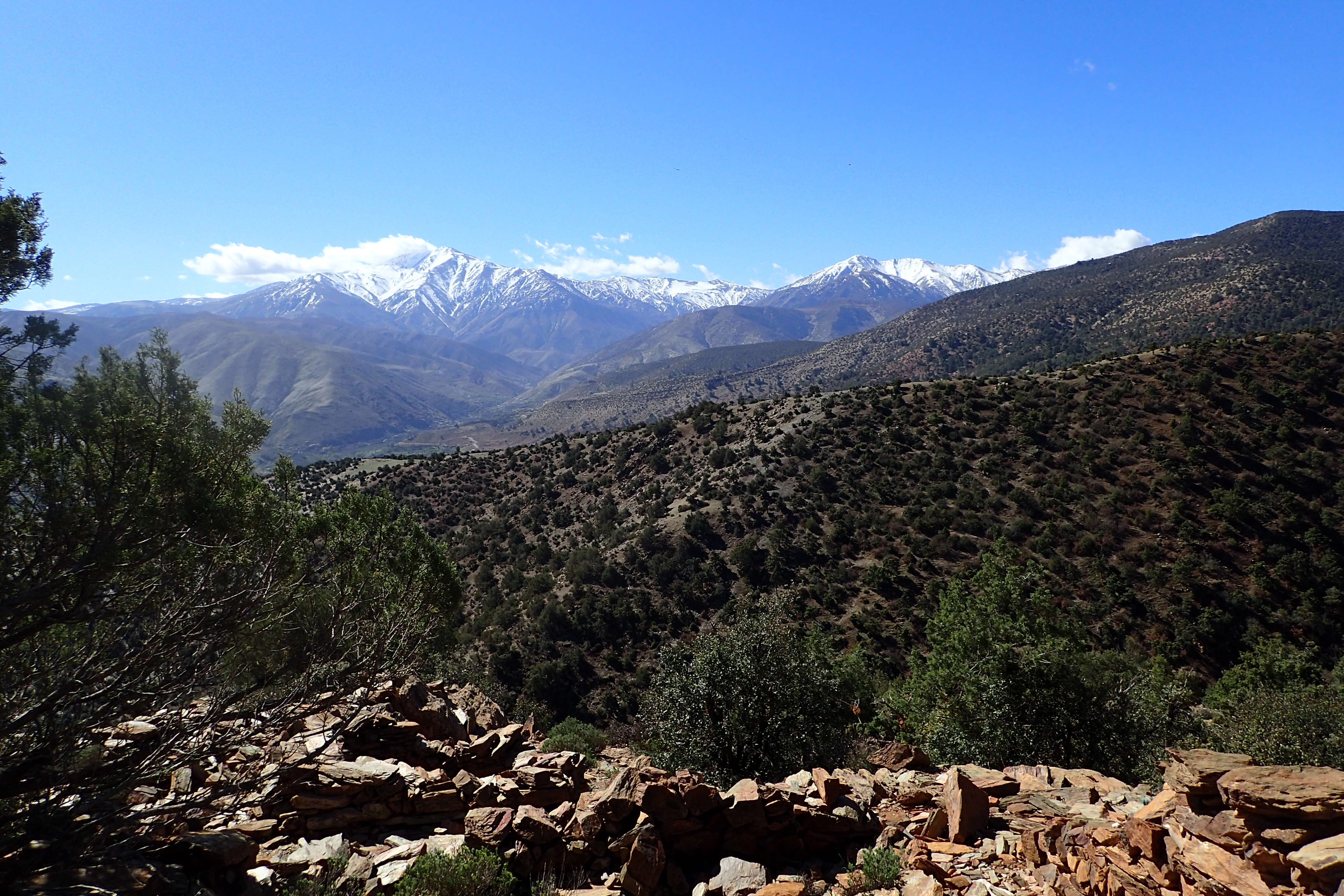 Image of Prickly Juniper