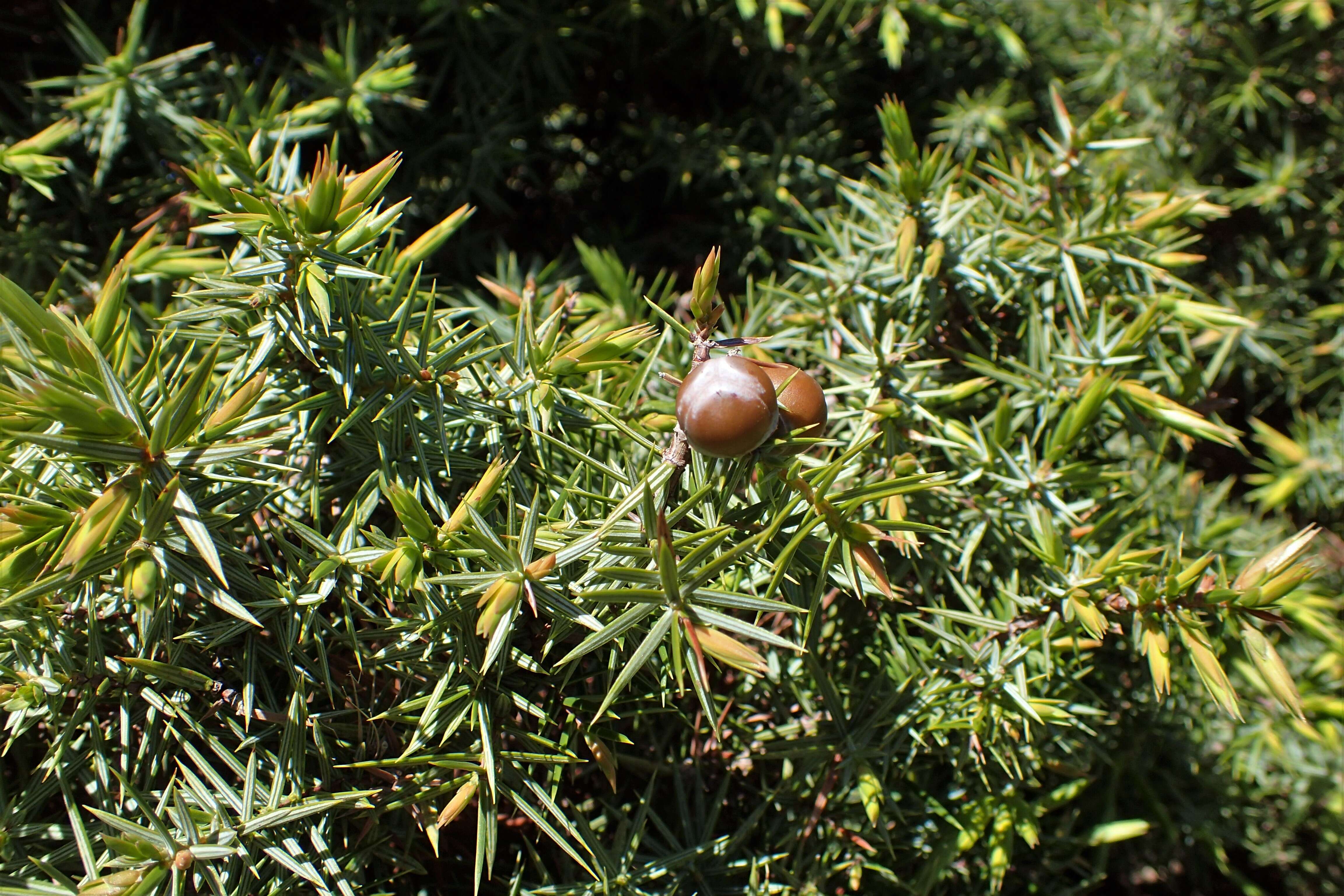 Image of Prickly Juniper