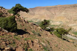 Image of Prickly Juniper