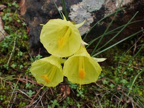 Narcissus bulbocodium L. resmi