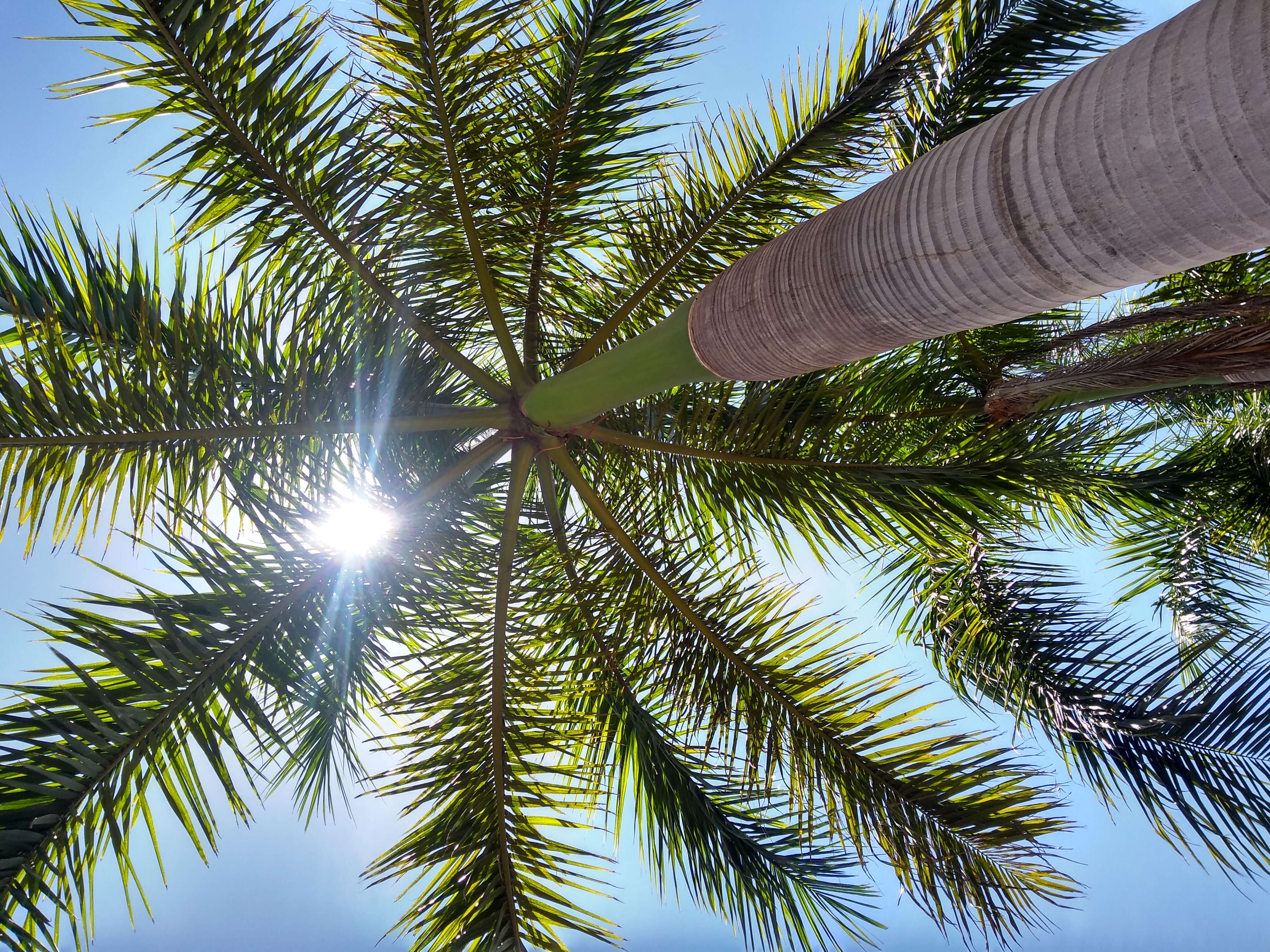 Image of Cuban Royal Palm