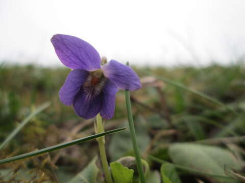 Image of sweet violet