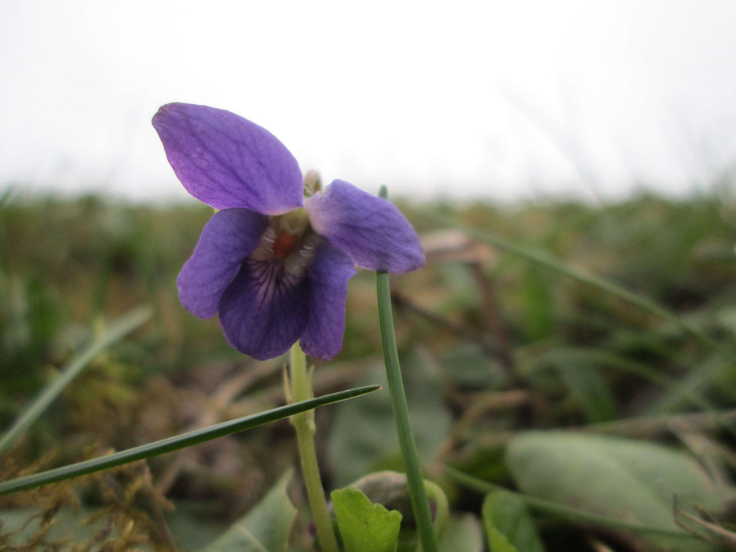 Image of sweet violet