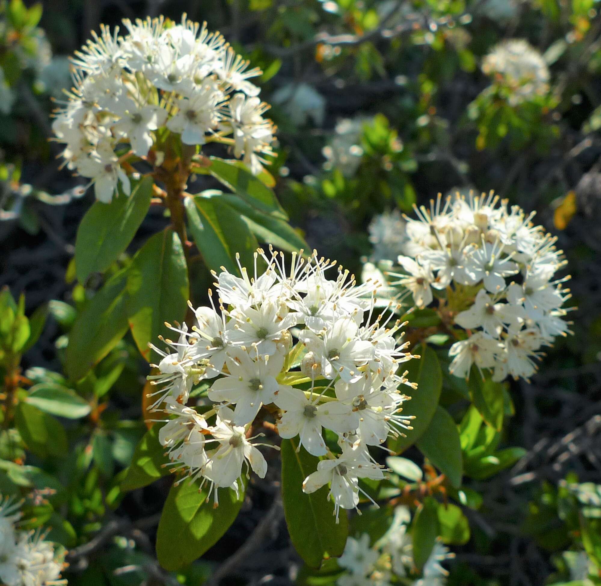 Image de Rhododendron columbianum (Piper) Harmaja