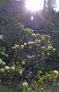 Image de Rhododendron columbianum (Piper) Harmaja