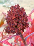 Image of rocky mountain sumac