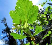 Image of sticky currant