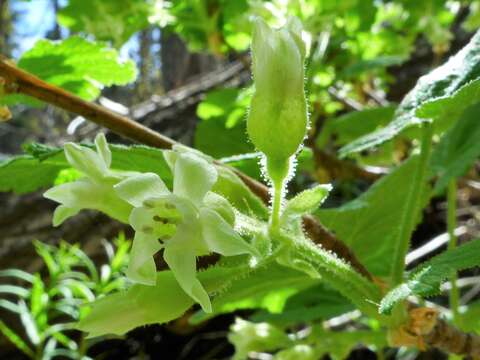 Image of sticky currant