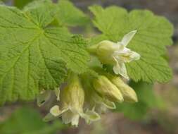 Image of sticky currant