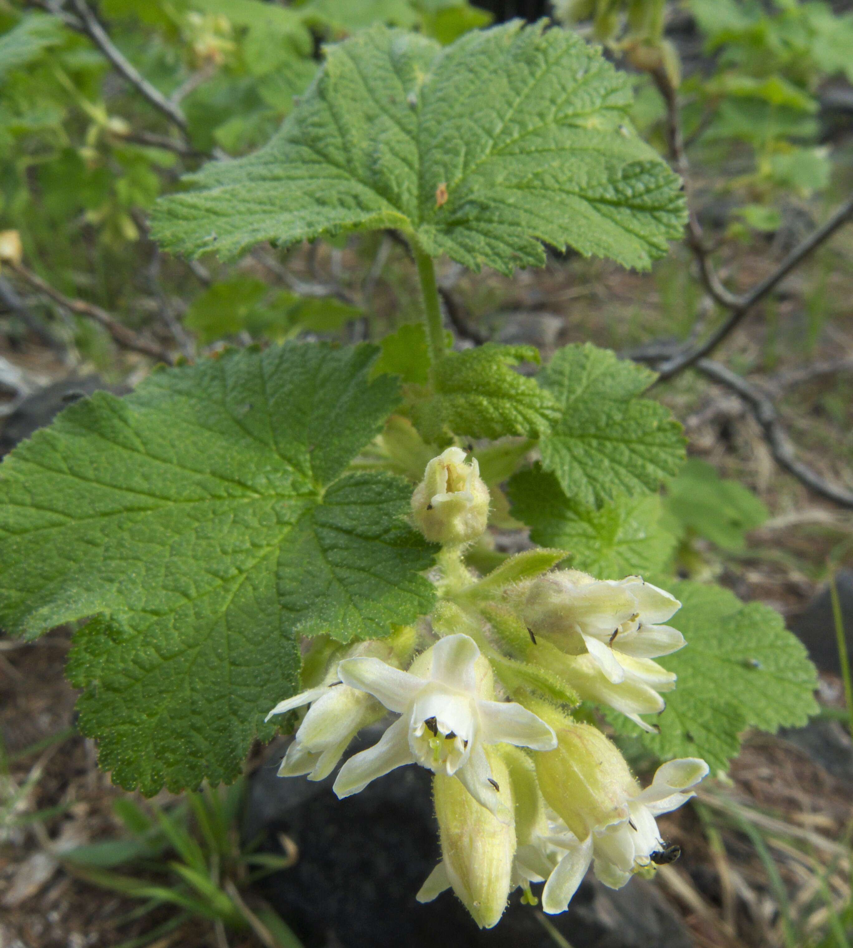 Image of sticky currant