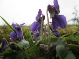 Image of sweet violet