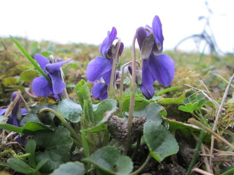 Image of sweet violet