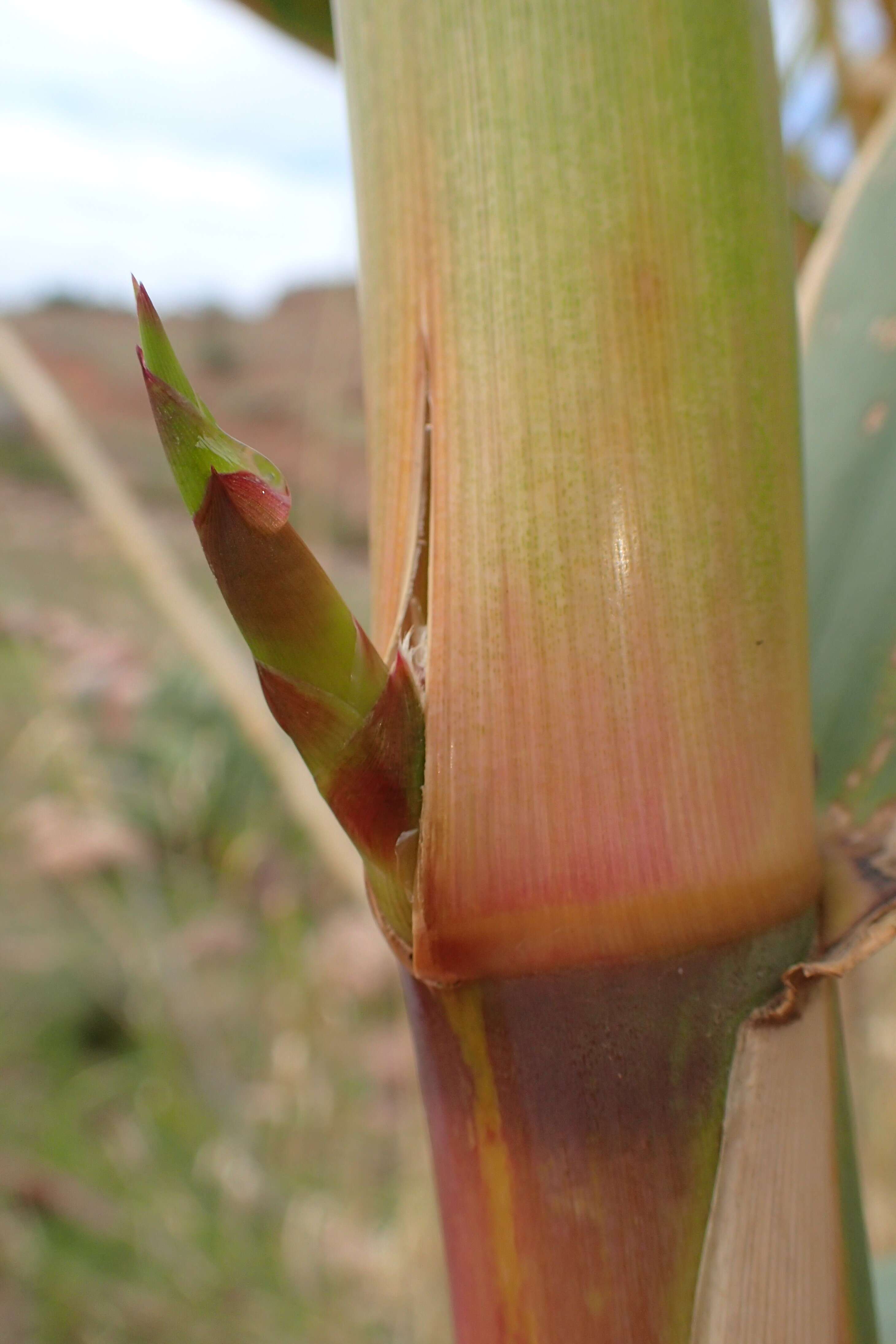 Image of giant reed