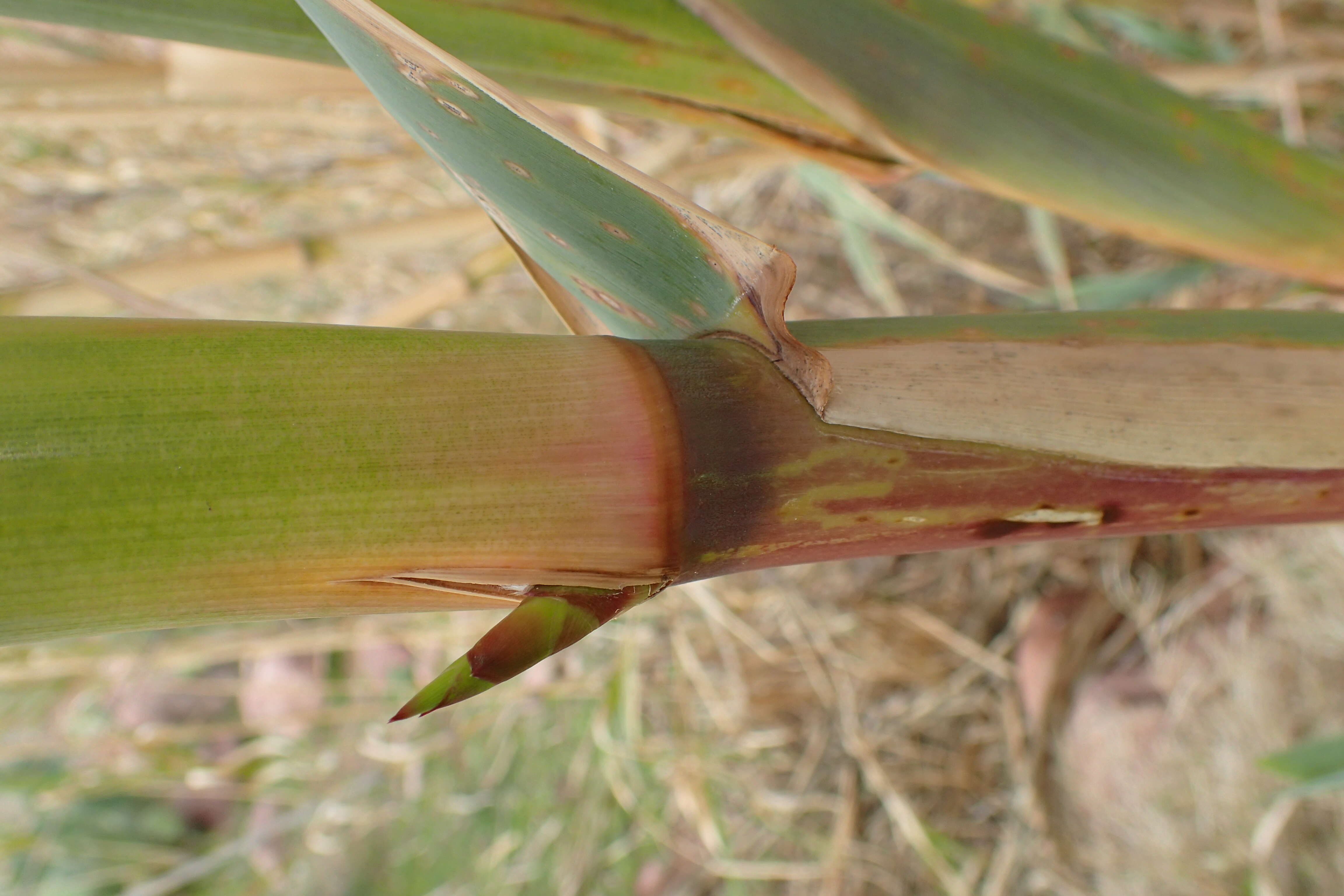 Plancia ëd Arundo