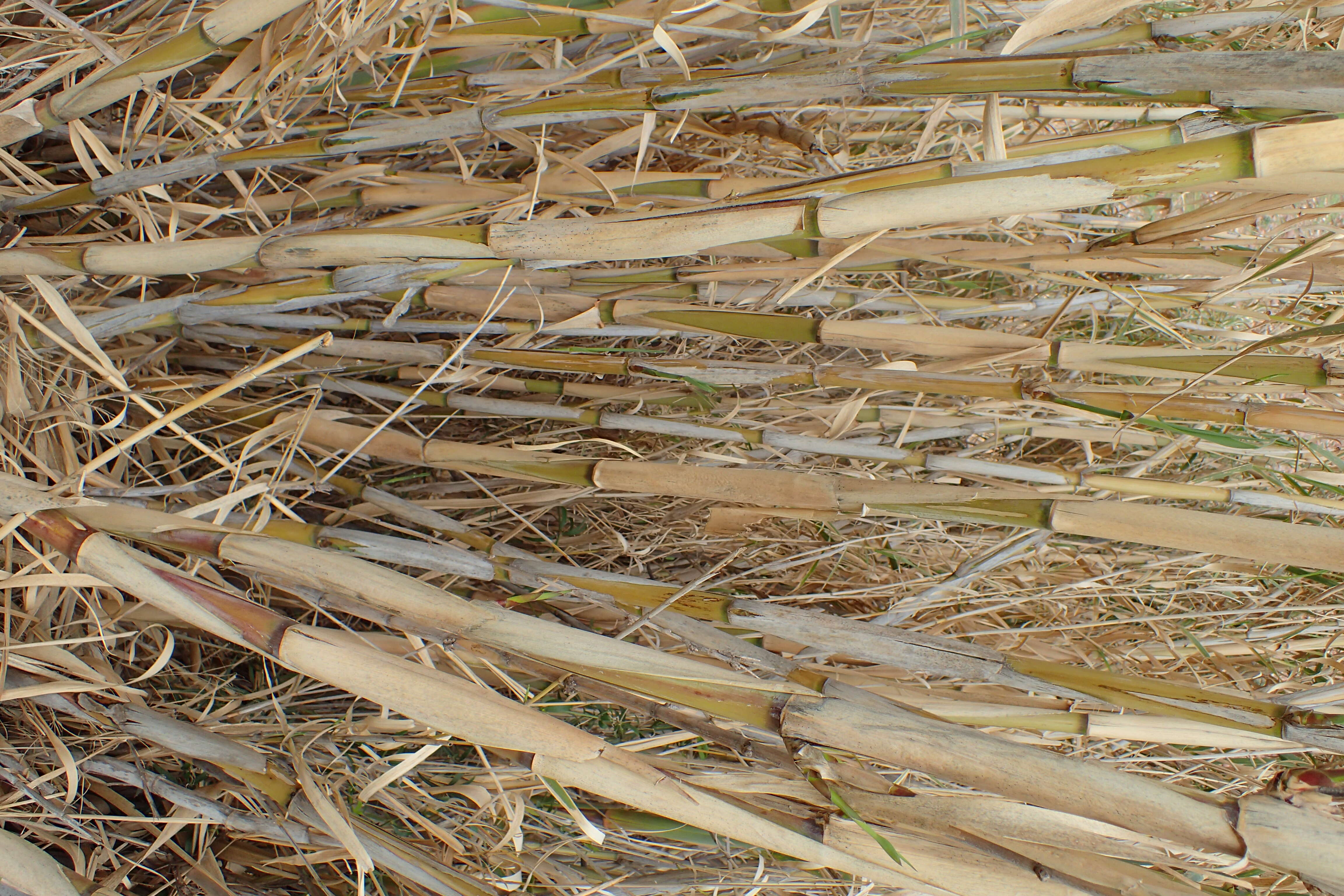 Image of giant reed