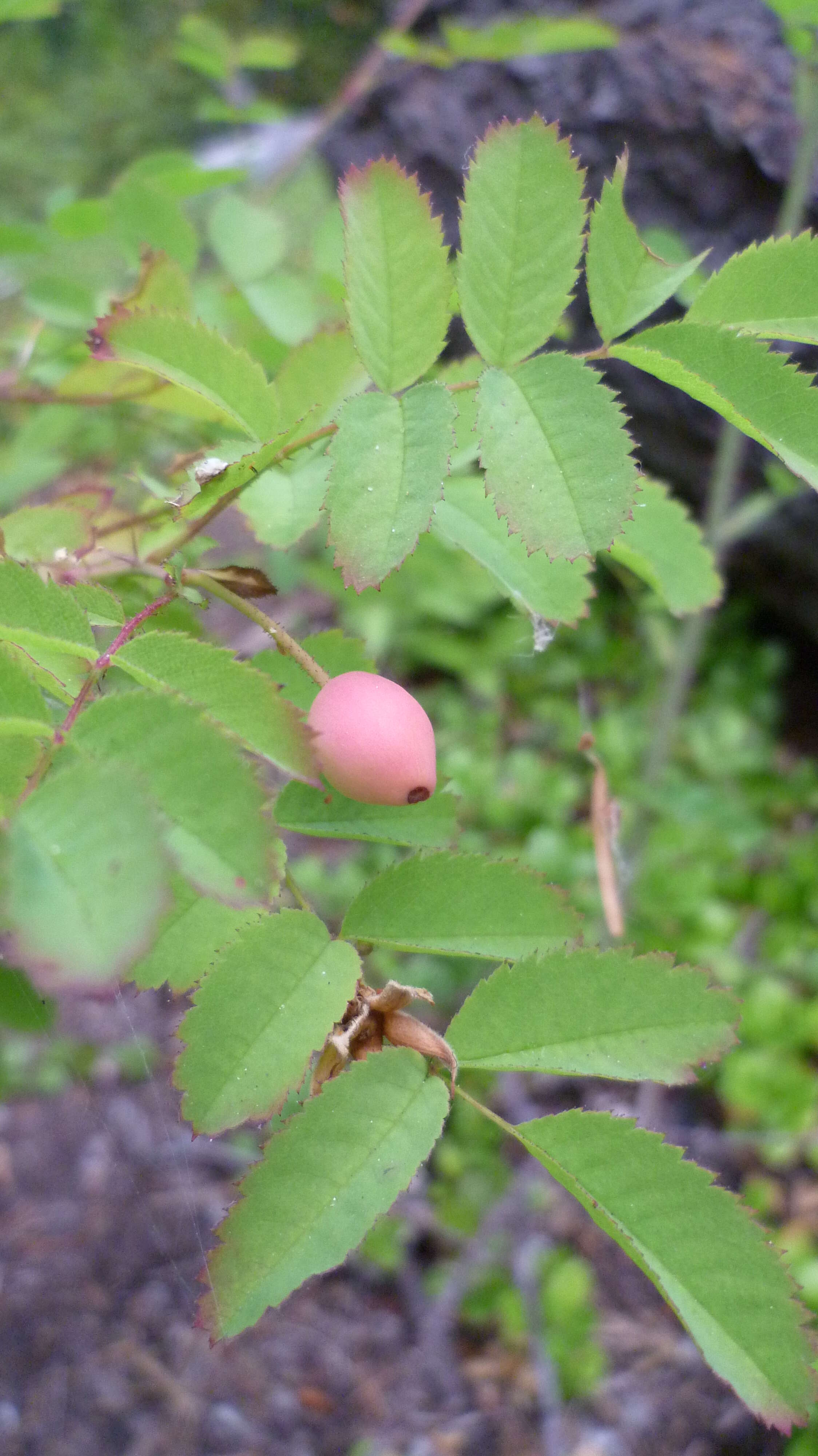 Imagem de Rosa gymnocarpa Nutt. ex Torr. & Gray