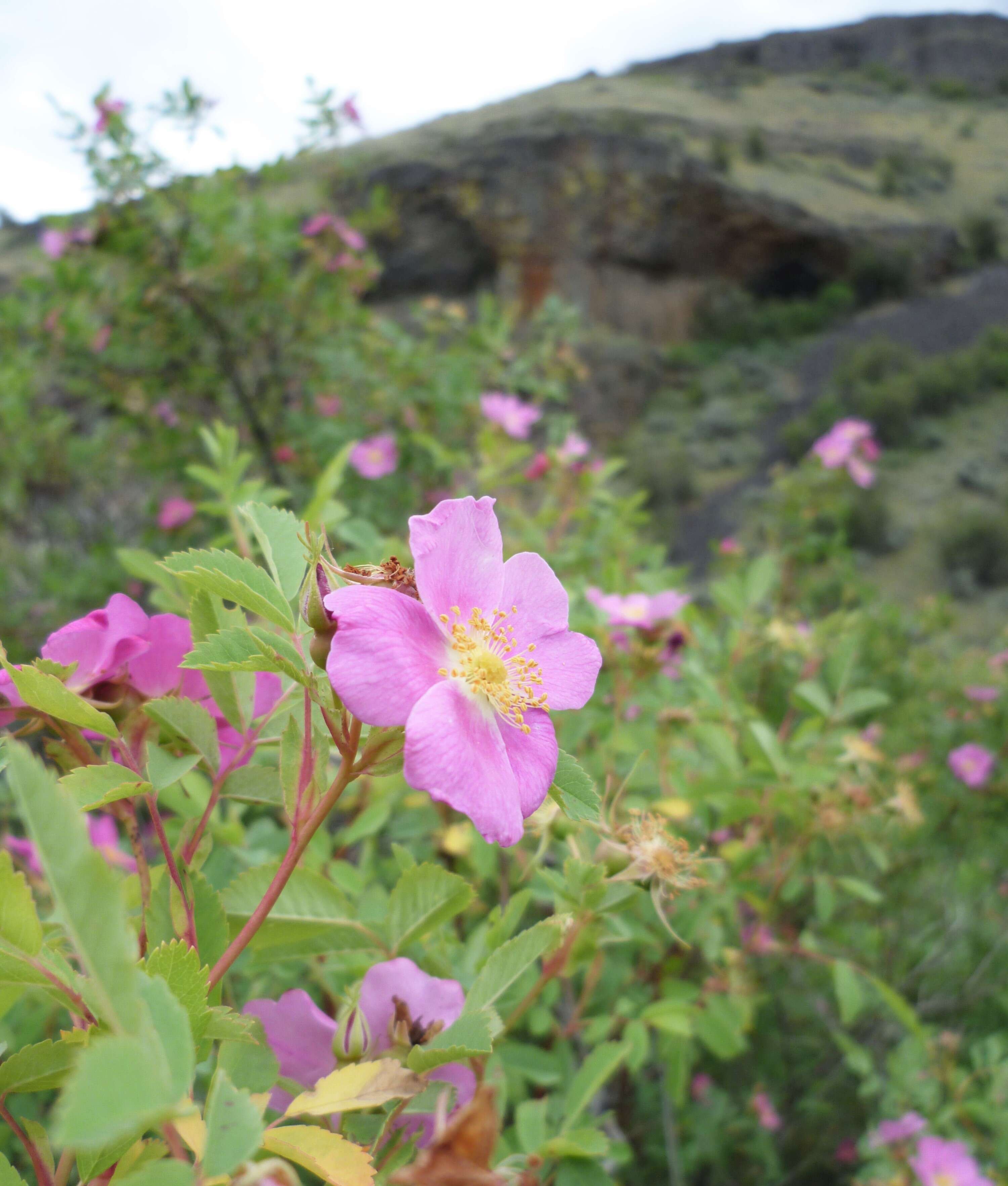 Image of Woods' rose