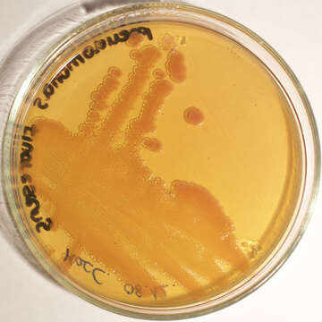 Image of Pseudomonas fluorescens