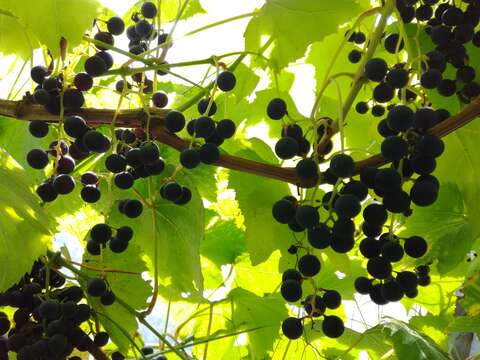 Image of Amur grape