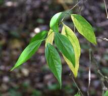 Image of Fragrant Wintersweet