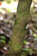 Image of Fragrant Wintersweet