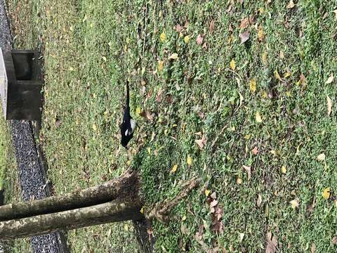 Image of Oriental Magpie