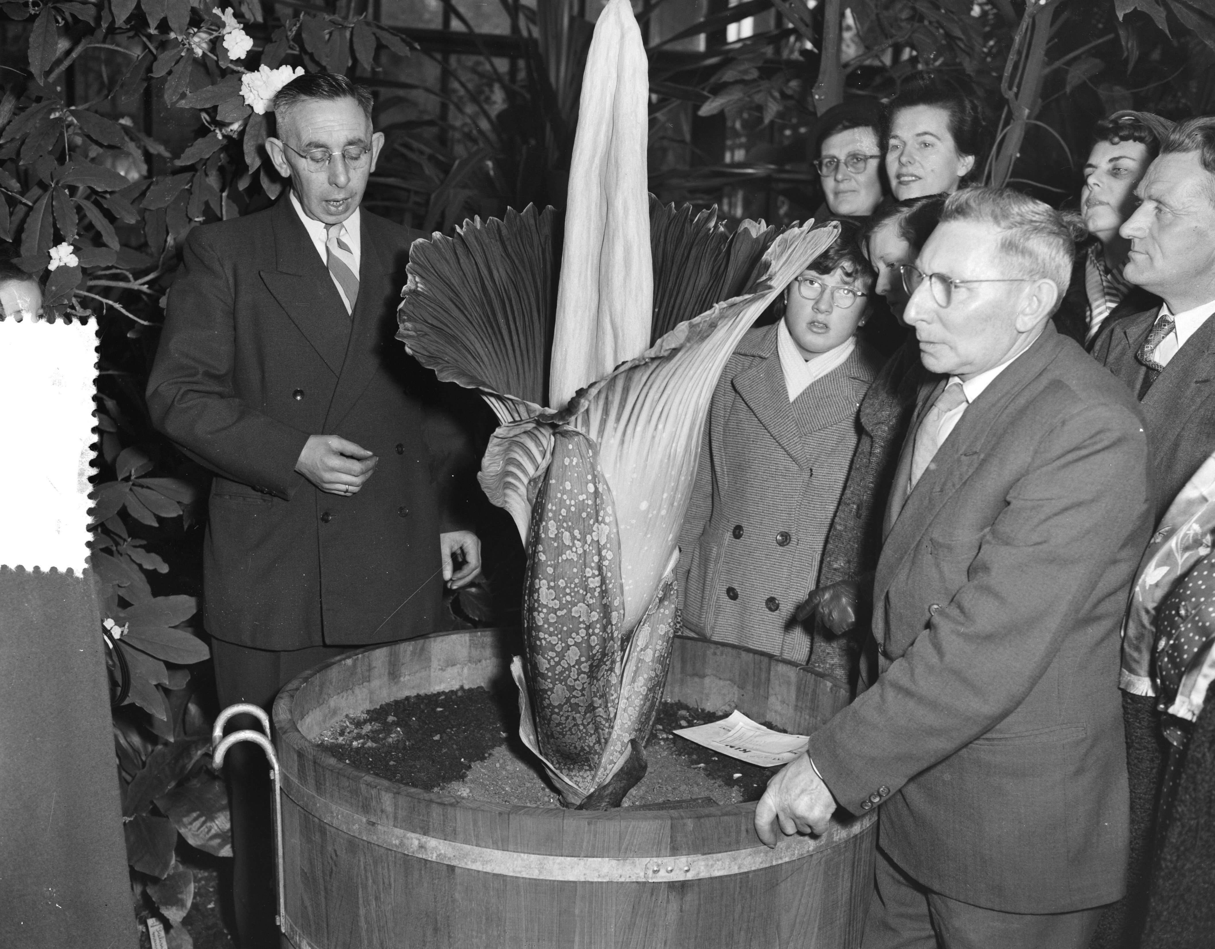 Amorphophallus titanum (Becc.) Becc. resmi