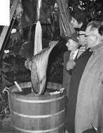 Amorphophallus titanum (Becc.) Becc. resmi