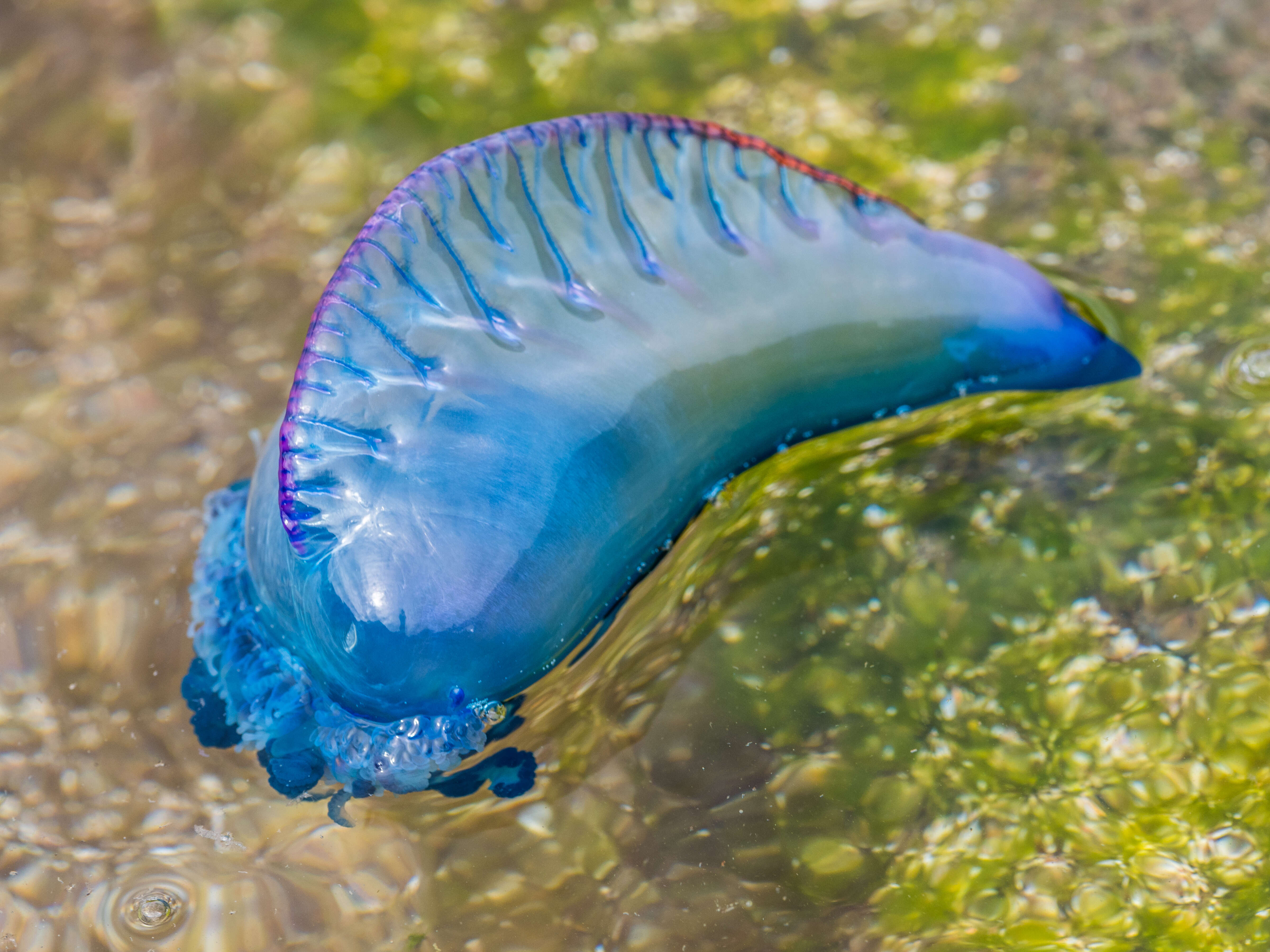 Image of Physaliidae Brandt 1835