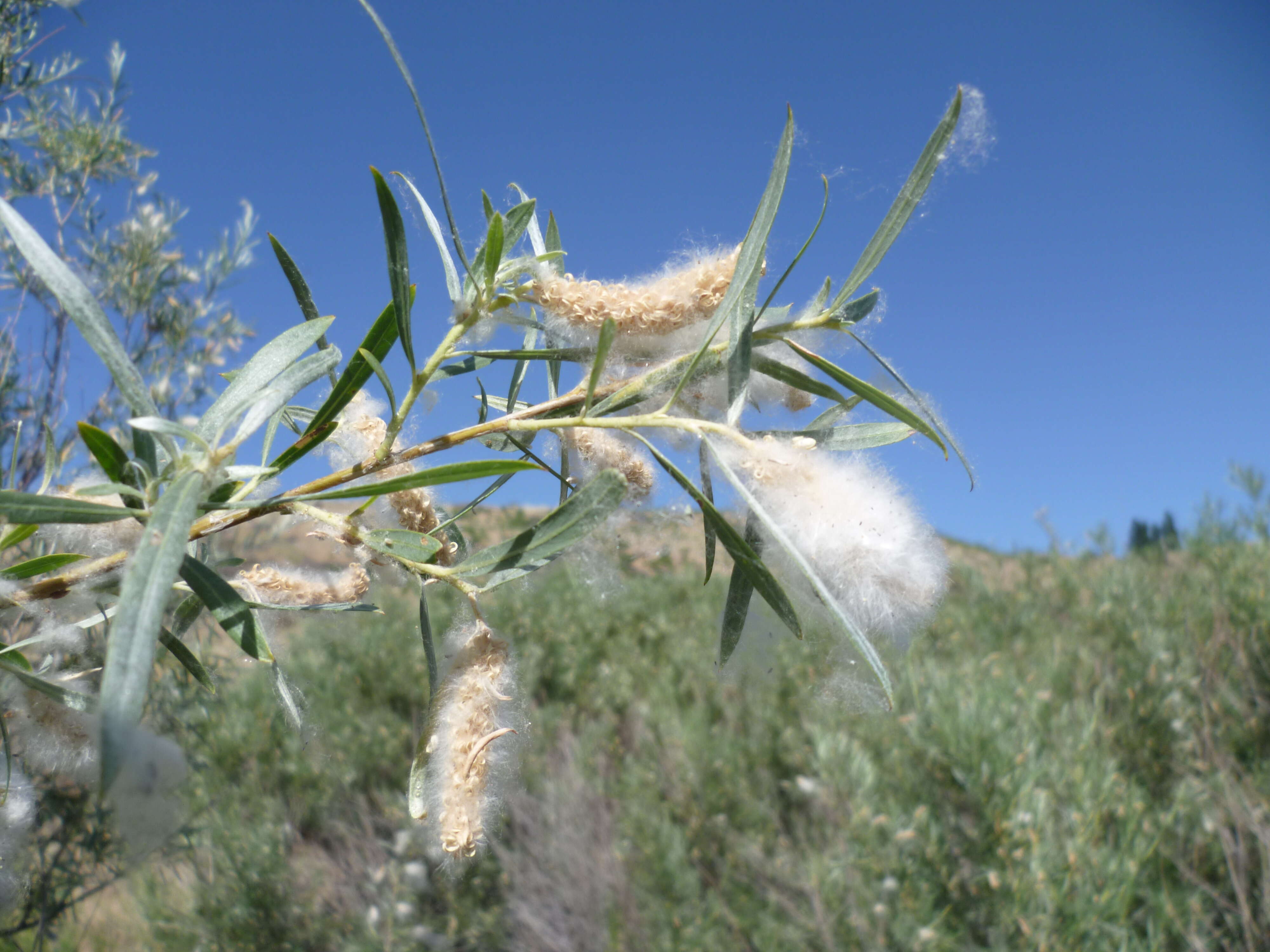 Image of narrowleaf willow