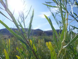 Image of narrowleaf willow