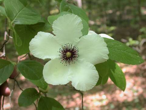 Image of Silky Camellia