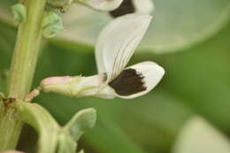 Image of Broad Bean