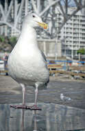 Image of Glaucous-winged Gull