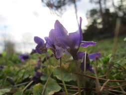 Image of sweet violet