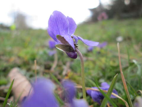 Image of sweet violet