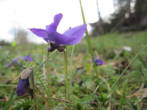 Image of sweet violet