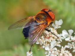 Image of Phasia hemiptera (Fabricius 1794)