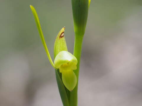 Image of Bird's-mouth orchid