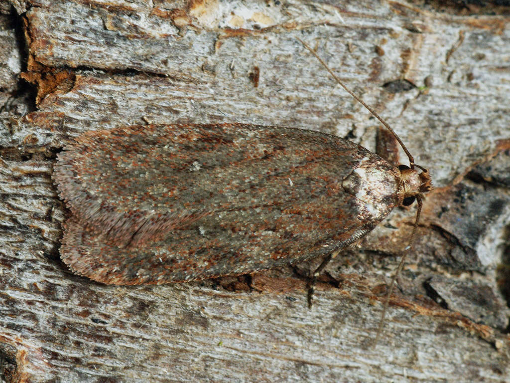 Image of Depressaria olerella Zeller 1854