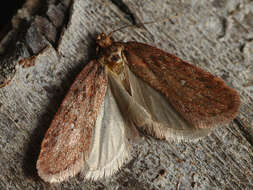 Image of Depressaria olerella Zeller 1854