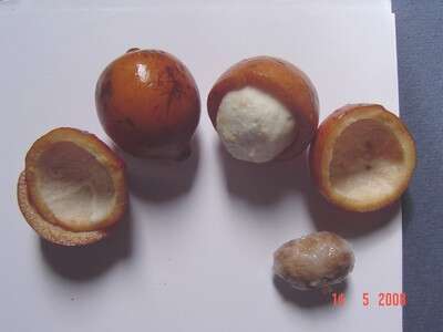 Image of Garcinia humilis (Vahl) C. D. Adams