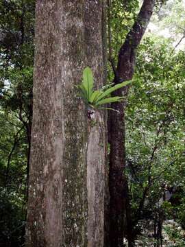 Citronella moorei (F. Muell. ex Benth.) R. A. Howard resmi