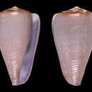 Image of Conus anosyensis