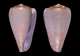 Image of Conus anosyensis