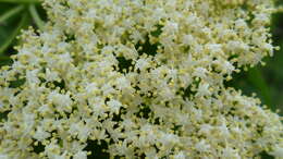 Image of Sambucus cerulea